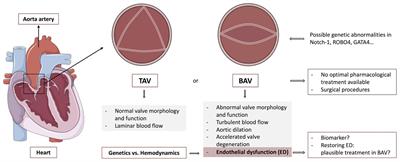 Frontiers | Bicuspid Aortic Valve And Endothelial Dysfunction: Current ...